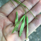 Ash tree pods. Photo Courtesy The New York Botanical Garden